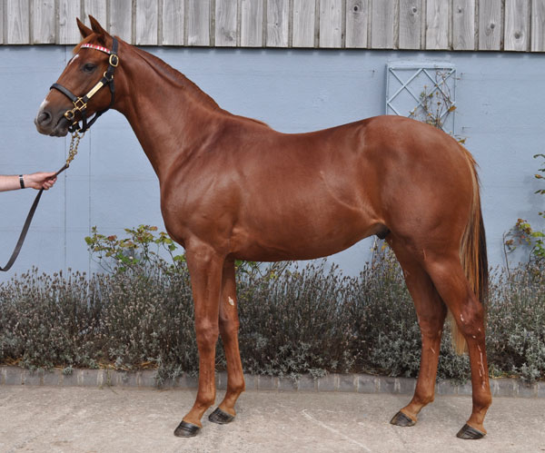 lot 948 photo